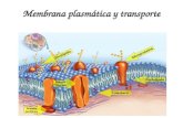 Membrana plasmática y transporte. Célula procarionte ¿dónde se encuentra la membrana plasmática? ADN Célula eucarionte.