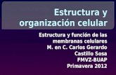 Estructura y función de las membranas celulares M. en C. Carlos Gerardo Castillo Sosa FMVZ-BUAP Primavera 2012 Estructura y función de las membranas celulares.