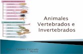 Por: Carmen Estrada Matos.  A los animales con columna vertebral se les llama vertebrados.  Los vertebrados tienen mas partes en el cuerpo que los.