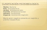 Reino: Bacteria Filo: Actinobacteria Orden: Bifidobacteriales Familia: Bifidobacteriaceae Género: Gardnerella Especie: Gardnerella Vaginalis Bacilo gram.