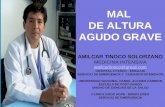 MAL DE ALTURA AGUDO GRAVE AMILCAR TINOCO SOLORZANO MEDICINA INTENSIVA amilcartinoco@gmail.com HOSPITAL II PASCO - ESSALUD SERVICIO DE EMERGENCIA Y CUIDADOS.