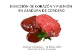 DISECCIÓN DE CORAZÓN Y PULMÓN EN ASADURA DE CORDERO BIOLOGÍA Y GEOLOGÍA, 1º DE BACHILLERATO Tema 4: La nutrición en animales.