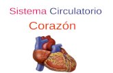 Sistema Circulatorio Corazón. El corazón es:corazón Un órgano hueco del tamaño del puño Ubicación Topográfica Está encerrado en la cavidad torácica, en.