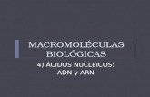 4) ÁCIDOS NUCLEICOS: ADN y ARN MACROMOLÉCULAS BIOLÓGICAS.
