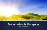 Restauraci³n de Manglares Liliana Santamar­a. Restauraci³n