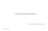 25/04/2015 2:201 Tejido epitelial glandular Prof. Héctor Cisternas R.