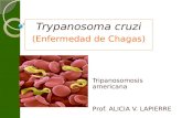 Trypanosoma cruzi (Enfermedad de Chagas) Tripanosomosis americana Prof. ALICIA V. LAPIERRE.