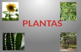 Las plantas son seres vivos que nacen, crecen se reproducen y mueren. Todas la plantas necesitan agua, aire, nutrientes y luz solar para vivir.