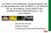 La flora microbiana responsable de la degradación de la fibra y el efecto de la levadura viva sobre las poblaciones fibrolíticas y su actividad Aurélien.