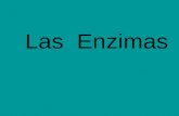 Las Enzimas. Modelo comparativo de la disminución de la energía de activación por la acción de la enzima. Enzima Substrato Producto 2) La enzima disminuye.