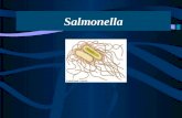 Salmonella. Taxonomía S. enterica S. bongori Salmonella S. enterica. Grupos I-VI. S. enterica serovar Typhimurium Typhi.