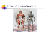 Posición anatómica. Posición anatómica. Además, el ser humano se puede colocar: De espaldas  decúbito "supino" De estómago  decúbito "prono" De lado.