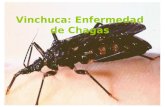 Vinchuca: Enfermedad de Chagas. Introducción La palabra vinchuca significa “el que se deja caer”. Es un insecto que vive preferentemente en zonas rurales.