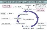 DESTINO DE LOS ESQUELETOS CARBONADOS Asp Aspg Glutamato Arg, Prol Hist, Glutm Acetil-CoA F-ala, Leu Tript,Lis,Tir A-A-CoA Piruvato Alan,Cist,Ser, Treo,Glic,Trip.