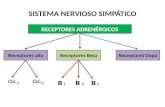 SISTEMA NERVIOSO SIMPÁTICO Receptores alfaReceptores Beta 1 BBB 2 12 3 RECEPTORES ADRENÉRGICOS Receptores Dopa.
