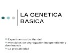 LA GENETICA BASICA Experimentos de Mendel Principios de segregación independiente y dominancia La probabilidad.