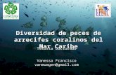 Diversidad de peces de arrecifes coralinos del Mar Caribe Tesista Doctorado Vanessa Francisco vanewagen@gmail.com.