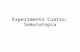 Experimento Cuatro: Somatotopía. Ordenamiento espacial del cuerpo se organiza en forma similar en el sistema nerivoso.
