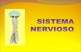EL SISTEMA NERVIOSO El sistema nervioso es el conjunto de células encargadas de recibir algún tipo de estímulos, para interpretarlo y emitir una reacción.