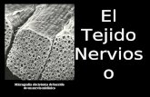 El Tejido Nervioso Micrografía electrónica de barrido de un nervio mielínico.