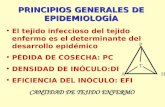 PRINCIPIOS GENERALES DE EPIDEMIOLOGÍA El tejido infeccioso del tejido enfermo es el determinante del desarrollo epidémico PÉDIDA DE COSECHA: PC DENSIDAD.