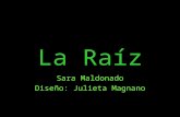 La Raíz Sara Maldonado Diseño: Julieta Magnano. Circulación de agua y solutos.