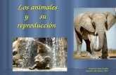 Los animales y su reproducción Los animales y su reproducción Profesora: Ania Castillo. Segundos años básicos 2011.