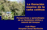 La floración masiva de la caña colihue Perspectivas y aprendizajes de un fenómeno cíclico y natural del bosque 4 de Mayo Hospital Zonal Bariloche.