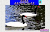 AVES ARGENTINAS 4 Cisnes de Cuello Negro Cisne de Cuello Negro con pichones.