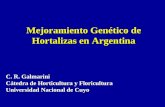 Mejoramiento Genético de Hortalizas en Argentina C. R. Galmarini Cátedra de Horticultura y Floricultura Universidad Nacional de Cuyo.
