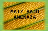 MAIZ BAJO AMENAZA. Enero de1994, Greenpeace advierte a México de la contaminación de maíz transgénicos contaminando a la variadad nativa. El 25 de mayo.