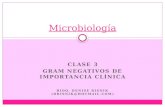 CLASE 3 GRAM NEGATIVOS DE IMPORTANCIA CLÍNICA BIOQ. DENISE RISNIK (DRISNIK@HOTMAIL.COM) Microbiología.