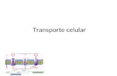 Transporte celular. El transporte celular mueve sustancias dentro de la célula, así como también hacia el interior y el exterior de la misma. Transporte.