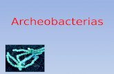 Archeobacterias. No poseen paredes celulares con peptidoglicanos. Poseen secuencias únicas en su ARN. Algunas de ella poseen esteroles en su membrana.