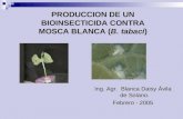 PRODUCCION DE UN BIOINSECTICIDA CONTRA MOSCA BLANCA (B. tabaci) Ing. Agr. Blanca Daisy Ávila de Solano. Febrero - 2005.