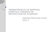 TRANSFERENCIA DE MATERIAL GENETICO: ENSAYOS DE RESTRICCION DE PLASMIDO Espinosa Muñiz José Carlos 2011-2.