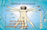 SISTEMA MUSCULAR. Responsabilidades del sistema muscular Locomoción: efectuar el desplazamiento de la sangre y el movimiento de las extremidades.extremidades.