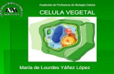 CELULA VEGETAL María de Lourdes Yáñez López Academia de Profesores de Biología Celular.