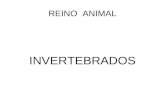 REINO ANIMAL INVERTEBRADOS. Filo PORIFEROS (esponjas)