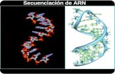 Secuenciación de ARN. EST RNA-Seq Helicos Por métodos enzimáticos y químicos A partir del ADNc Directamente a partir del ARN Métodos para secuenciar el.