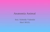Anatomía Animal Inst. Suheidy Valentín Biol 3052L.