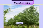 Chopo Populus alba. Distribución geográfica: En el centro y sur de Europa, oeste de Asia y norte de África. En la Península repartida por todo el territorio.