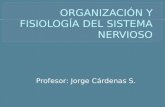 Profesor: Jorge Cárdenas S..  Neuronas y neuroglias.