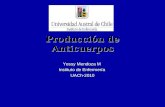 Producción de Anticuerpos Yessy Mendoza M Instituto de Enfermería UACh-2010.