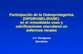 Participación de la Osteoprotegerina (OPG/RANKL/RANK) en el remodelado oseo y calcificaciones vasculares en enfermos renales J.V. Torregrosa Barcelona.