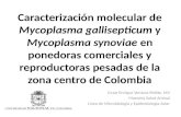 Caracterización molecular de Mycoplasma gallisepticum y Mycoplasma synoviae en ponedoras comerciales y reproductoras pesadas de la zona centro de Colombia.