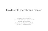 Lípidos y la membrana celular Bioquimica, CHEM 4220 Universidad Interamericana de PR Recinto de Bayamón J.Roberto Ramirez Vivoni, Ph.D. Alberto L. Vivoni.