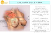 ANATOMÍA DE LA MAMA COSTILLAS Y MUSCULO PECTORAL La mama está constituida por glándulas, conductos, tejido graso y muscular. Estos dos últimos dan consistencia.