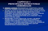 CAPÍTULO 1 PRINCIPALES ESTRUCTURAS CEREBRALES 3- CEREBRO ANTERIOR 3- CEREBRO ANTERIOR (PROCENCÉFALO). CONSTITUYE LA MAYOR PARTE DEL CEREBRO E INCLUYE LAS.