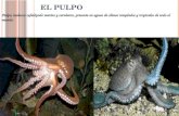 E L PULPO Pulpo, molusco cefalópodo marino y carnívoro, presente en aguas de climas templados y tropicales de todo el mundo.